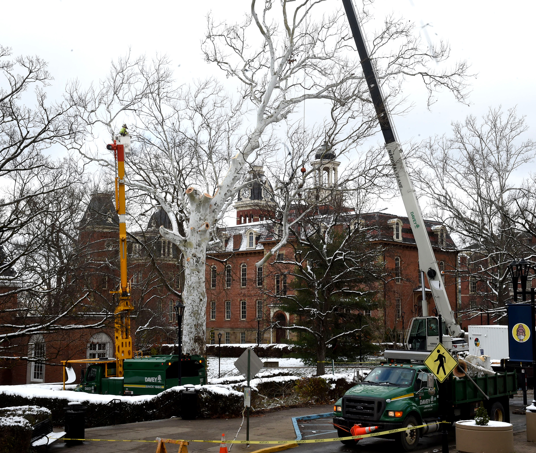 Historic Tree Comes Down
